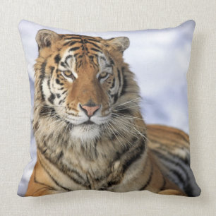 Sibirischer Tiger, der Pantheratigris altaica, Kissen