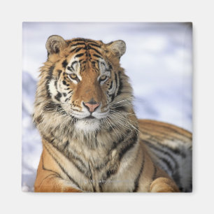 Sibirischer Tiger, der Pantheratigris altaica, Magnet