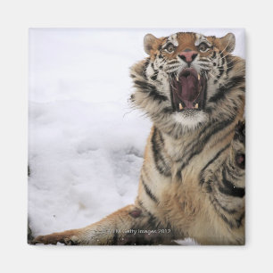 Sibirischer Tiger (der Pantheratigris altaica) Magnet