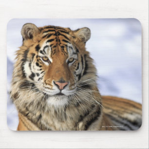 Sibirischer Tiger, der Pantheratigris altaica, Mousepad
