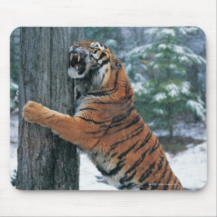 Sibirischer Tiger (der Pantheratigris altaica) Mousepad