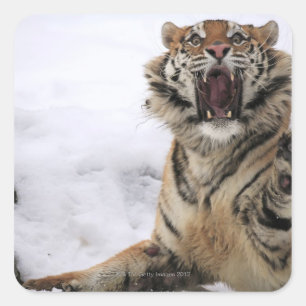Sibirischer Tiger (der Pantheratigris altaica) Quadratischer Aufkleber