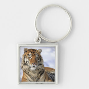 Sibirischer Tiger, der Pantheratigris altaica, Schlüsselanhänger