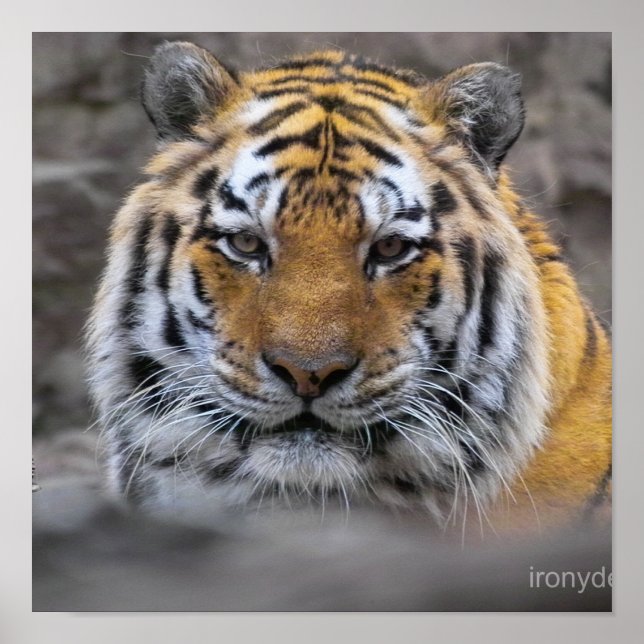 Sibirischer Tiger-Foto Poster (Vorne)