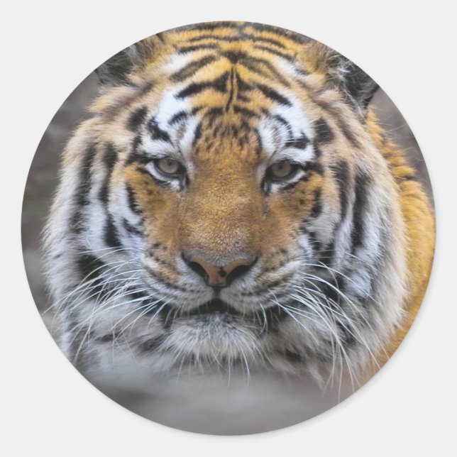 Sibirischer Tiger-Fotografie Runder Aufkleber (Vorderseite)