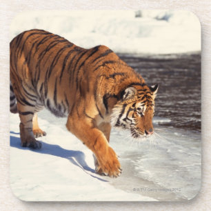 Sibirischer Tiger Getränkeuntersetzer