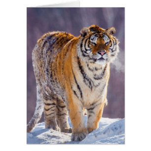 Sibirischer Tiger im Schnee, China