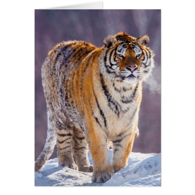 Sibirischer Tiger im Schnee, China (Vorne)