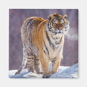 Sibirischer Tiger im Schnee, China Magnet