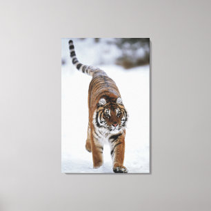 Sibirischer Tiger im Schnee Leinwanddruck