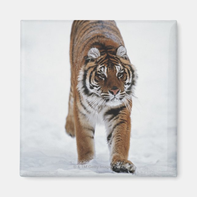 Sibirischer Tiger im Schnee Magnet (Vorne)