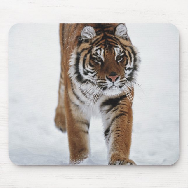 Sibirischer Tiger im Schnee Mousepad (Vorne)