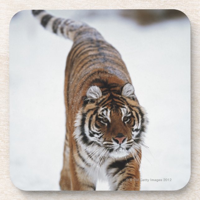 Sibirischer Tiger im Schnee Untersetzer (Vorderseite)