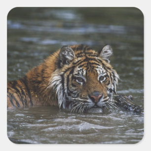 Sibirischer Tiger im Wasser Quadratischer Aufkleber