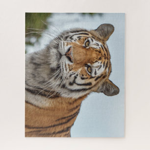 Sibirischer Tiger im Wilden