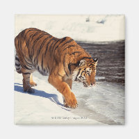 Sibirischer Tiger