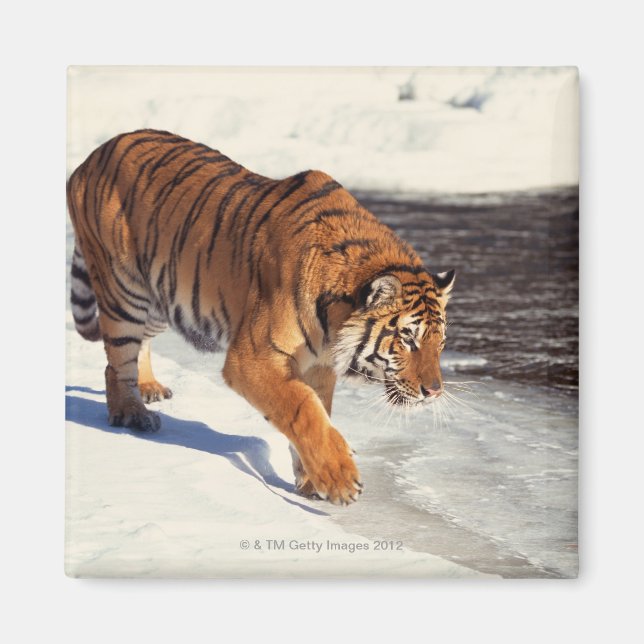 Sibirischer Tiger Magnet (Vorne)