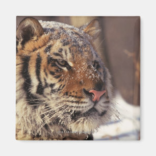 Sibirischer Tiger Magnet