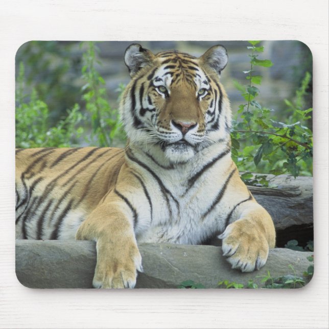 Sibirischer Tiger Mousepad (Vorne)