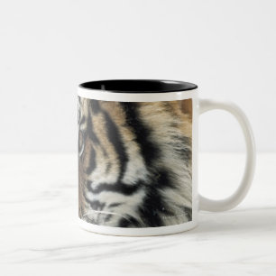 Sibirischer Tiger (Panthera der Tigris Altaica) Zweifarbige Tasse