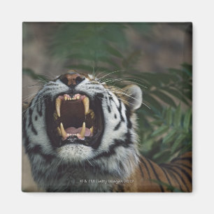 Sibirischer Tiger (Panthera der Tigris) entblößt Magnet