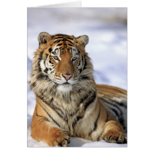 Sibirischer Tiger, Panthera tigris altaica, Asien,