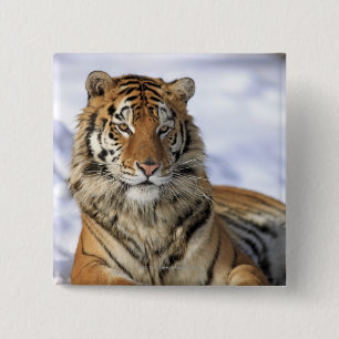 Sibirischer Tiger, Panthera tigris altaica, Asien Button