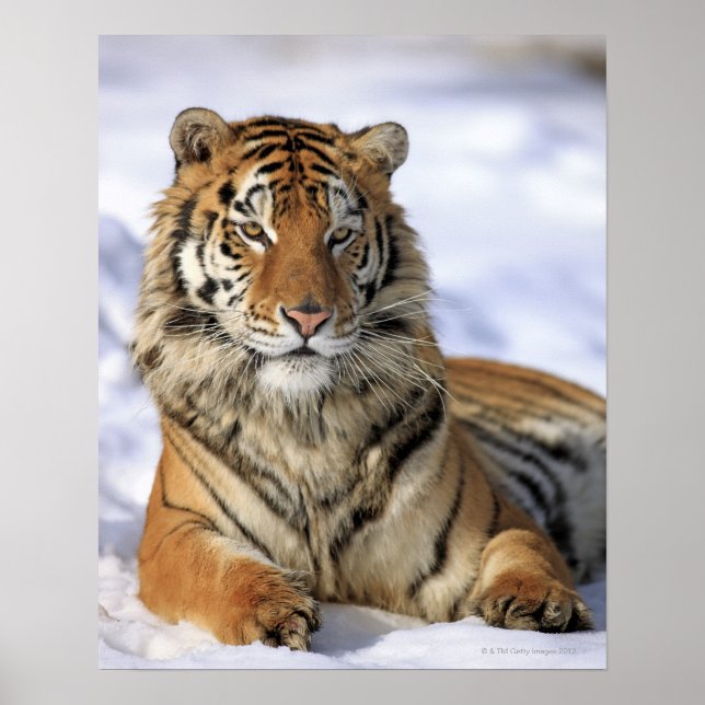 Sibirischer Tiger, Panthera tigris altaica, Asien, Poster (Vorne)
