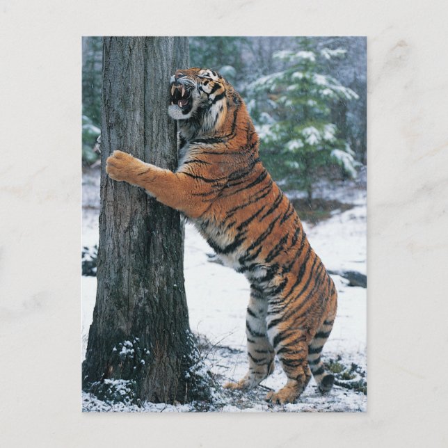 Sibirischer Tiger (Panthera tigris altaica) Postkarte (Vorderseite)