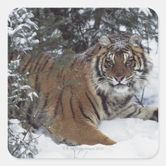 Sibirischer Tiger (Panthera Tigris Altaica) Quadratischer Aufkleber (Vorderseite)