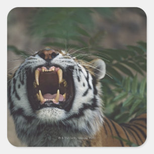 Sibirischer Tiger (Panthera Tigris) Fangzähne Quadratischer Aufkleber