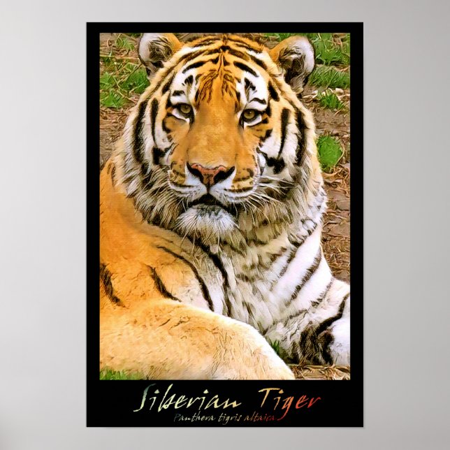 Sibirischer Tiger Poster (Vorne)