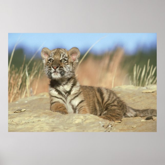 Sibirischer Tiger Poster (Vorne)