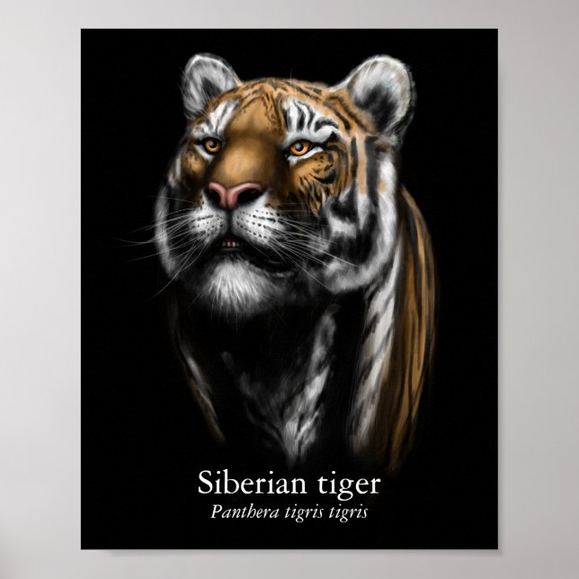 Sibirischer Tiger Poster (Halbglanz) (Vorne)