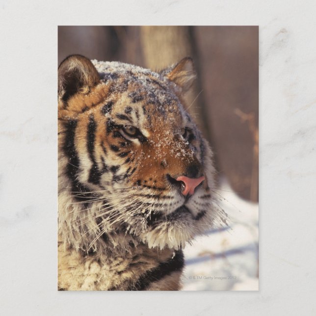 Sibirischer Tiger Postkarte (Vorderseite)