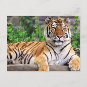 Sibirischer Tiger Postkarte