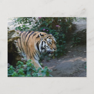 Sibirischer Tiger Postkarte