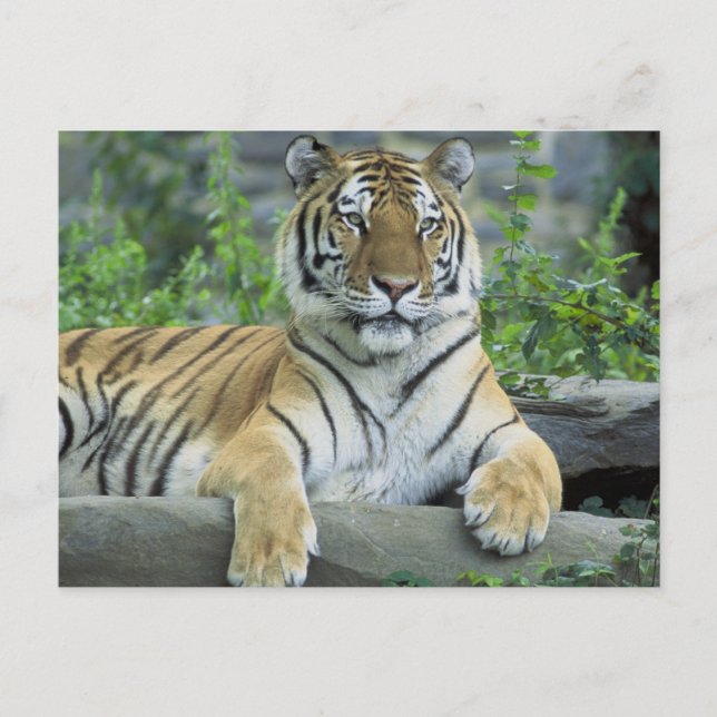 Sibirischer Tiger Postkarte (Vorderseite)