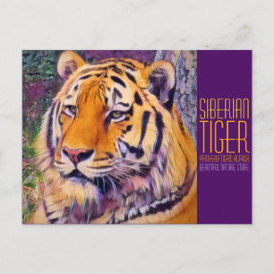 Sibirischer Tiger [Postkarte] Postkarte