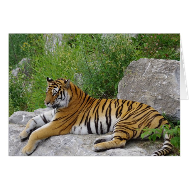 Sibirischer Tiger Relaxen auf einem Felsen (Vorderseite (Horizontal))