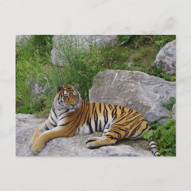 Sibirischer Tiger Relaxen auf einem Felsen Postkarte (Vorderseite)