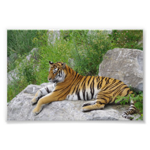 Sibirischer Tiger ruht sich auf einem Felsen aus Fotodruck
