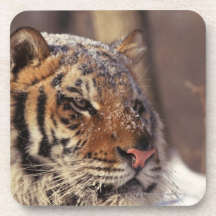 Sibirischer Tiger Untersetzer