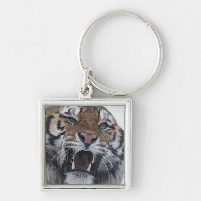 Sibirischer verwirrender Tiger Schlüsselanhänger (Vorne)