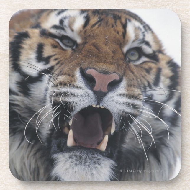 Sibirischer verwirrender Tiger Untersetzer (Vorderseite)