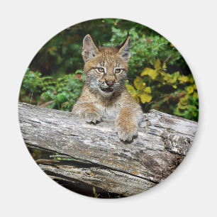Sibirisches Luchs-Kätzchen Magnet