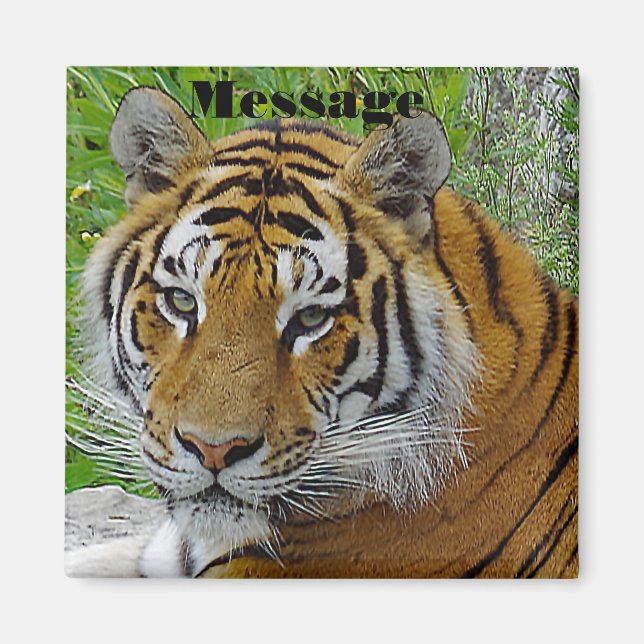Sibirisches Tiger Closeup Foto Magnet (Vorne)