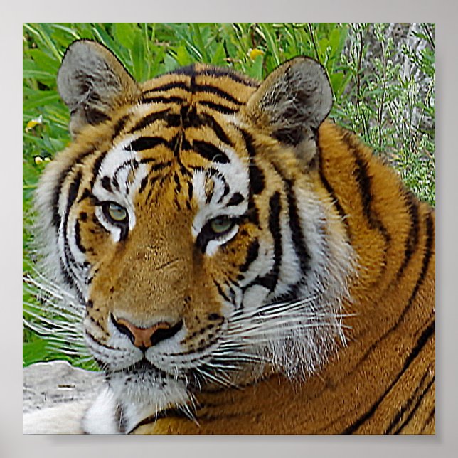 Sibirisches Tiger Closeup Foto Poster (Vorne)