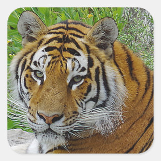 Sibirisches Tiger Closeup Foto Quadratischer Aufkleber