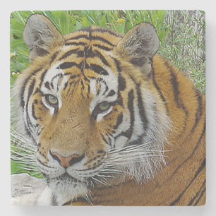 Sibirisches Tiger Closeup Foto Steinuntersetzer